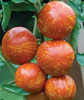 Tomate red zebra bio