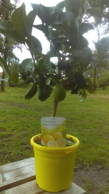 Citronnier quatre saisons pot 20 cm