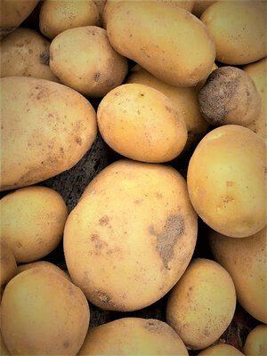 Pomme de terre allians bio