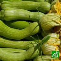 Courgette trompette