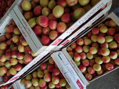 Abricots blancs