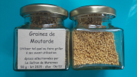 Graines de moutarde