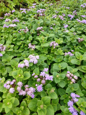 Ageratum nain bleu