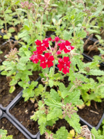 Verveine retombante rouge