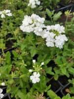 Verveine retombante blanc
