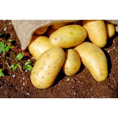 Pomme de terre