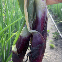 Botte oignons rouges bio