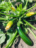 Courgettes vertes bio