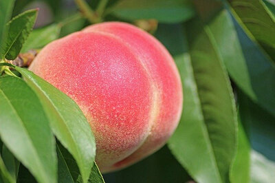 Sorbet pêches