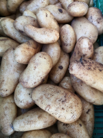 Pomme de terre nouvelle spunta au kg