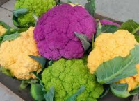 Chou fleur couleur violet