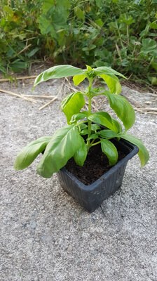 Basilic grand vert en pot