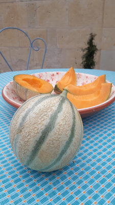 Melon charentais