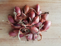 échalote traditionnelle nouvelle