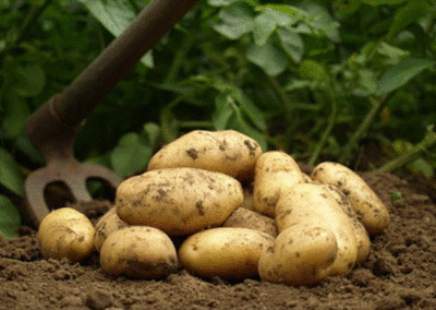 Pommes de terre nouvelles bio