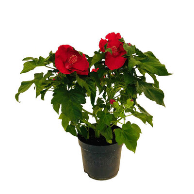Hibiscus des marais en pot de 4 litr