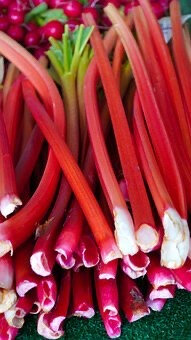 Rhubarbe bio