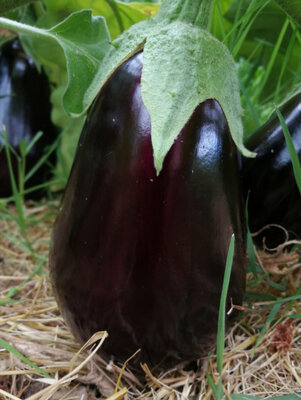 Aubergine black beauty
