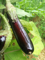 Aubergine de barbantane