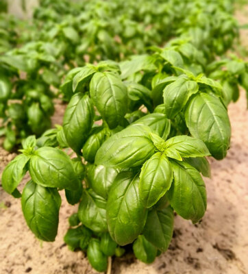 Basilic grand vert bio
