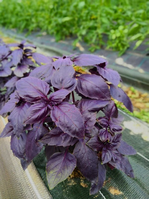 Basilic pourpre bio