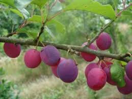 Prune cirette