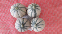 Lot de 4 melons