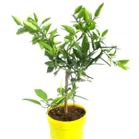 Citronnier yuzu en pot de 20 cm