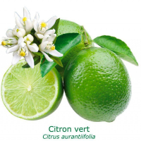 Citronnier lime de tahiti pot 20 cm