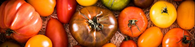 Tomates anciennes