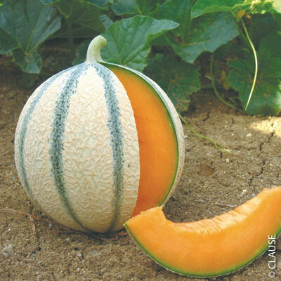 Melons