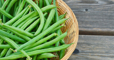 Haricot vert