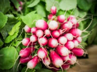 Radis rose