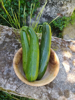 Courgettes vertes longues