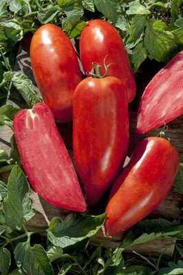 Tomates charnues en mélange