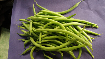Haricots verts bio