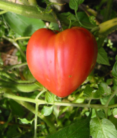 Tomate cœur de bœuf  bio