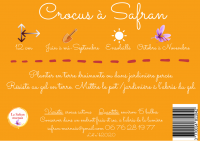 Bulbes crocus à safran
