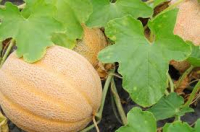 Melon charentais