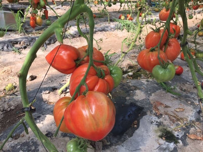 Tomates