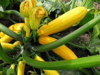 Courgette jaune