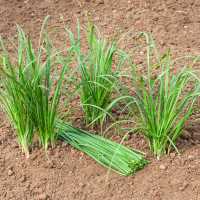 Ciboulette de chine bio