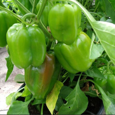 Lot de 4 poivrons verts bio