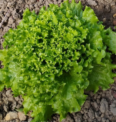 Batavia verte