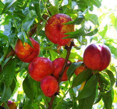 *fruit - nectarine blanche ou jaune