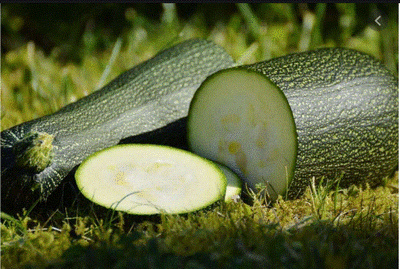 Grosse courgette bio minimum 700 gr