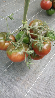 Tomates spéciales bio