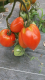 Tomates spéciales bio - image 3