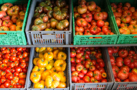 Tomates variétés anciennes
