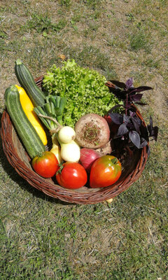 Panier de légumes bio